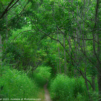 Buy canvas prints of Enchanting Path through Verdant Forest by Ken Oliver