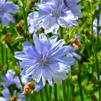 Buy canvas prints of "Nature's Sapphire: The Enchanting Chicory Flower" by Ken Oliver