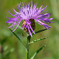 Buy canvas prints of "Enchanting Beauty: A Captivating Brown Knapweed" by Ken Oliver
