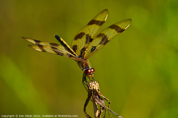 Mesmerizing Dance of the Halloween Pennant Dragonf Picture Board by Ken Oliver
