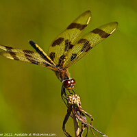 Buy canvas prints of Mesmerizing Dance of the Halloween Pennant Dragonf by Ken Oliver