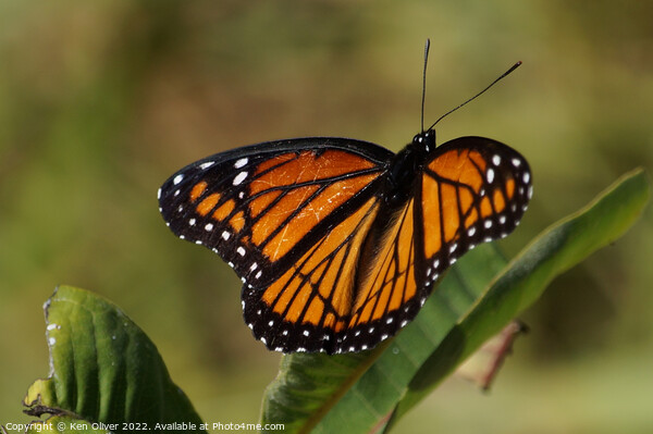 "Vibrant Viceroy: A Captivating Creature" Picture Board by Ken Oliver