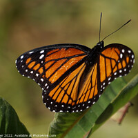 Buy canvas prints of "Vibrant Viceroy: A Captivating Creature" by Ken Oliver