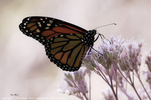 "Radiant Dance of the Monarch Butterfly" Picture Board by Ken Oliver