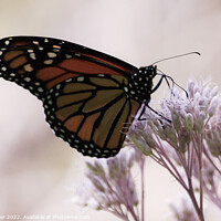 Buy canvas prints of "Radiant Dance of the Monarch Butterfly" by Ken Oliver