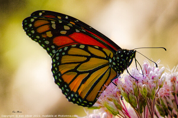 Regal Dance of the Monarch Butterfly Picture Board by Ken Oliver
