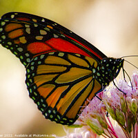 Buy canvas prints of Regal Dance of the Monarch Butterfly by Ken Oliver
