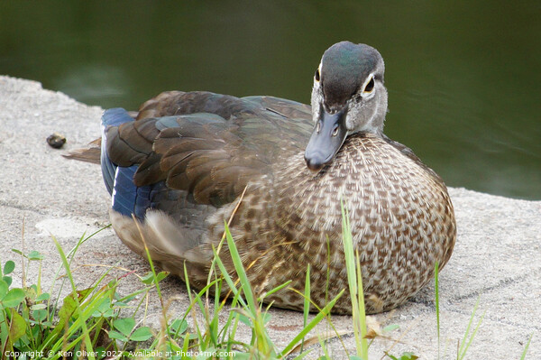 Serene Wood Duck in Natural Habitat Picture Board by Ken Oliver