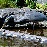 Buy canvas prints of "Nature's Gracefulness: A Great Blue Heron's Elega by Ken Oliver