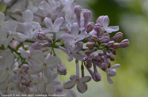 Fragrant Lilac Blooms Picture Board by Ken Oliver