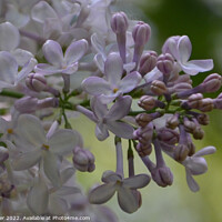 Buy canvas prints of Fragrant Lilac Blooms by Ken Oliver