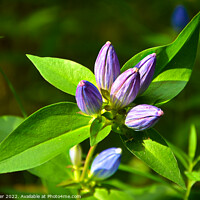 Buy canvas prints of Enchanting Beauty of the Bottle Gentian by Ken Oliver