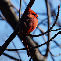 Buy canvas prints of "Crimson Jewel: The Graceful Northern Cardinal" by Ken Oliver