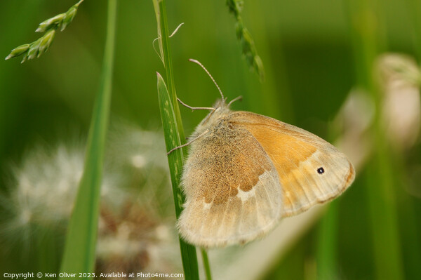 Delicate Dance of the Common Ringlet Butterfly Picture Board by Ken Oliver