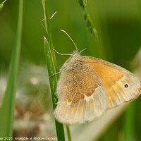 Buy canvas prints of Delicate Dance of the Common Ringlet Butterfly by Ken Oliver