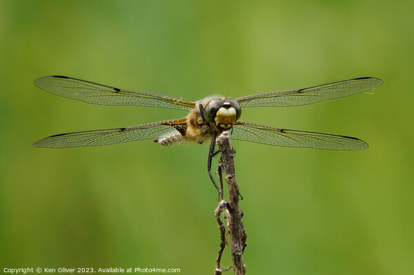 Enchanting Dance of the Four-Spotted Skimmer Picture Board by Ken Oliver