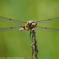 Buy canvas prints of Enchanting Dance of the Four-Spotted Skimmer by Ken Oliver