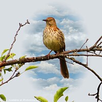 Buy canvas prints of Gracefully Perched Brown Thrasher by Ken Oliver
