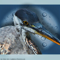 Buy canvas prints of Blue Heron by Ken Oliver