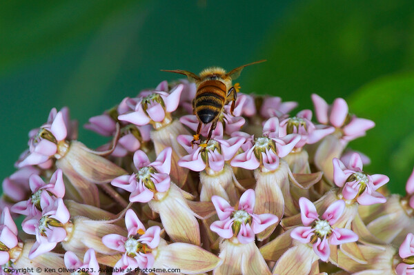 "Nature's Ballet: Graceful Bee Amidst Asclepias In Picture Board by Ken Oliver