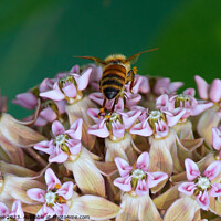 Buy canvas prints of "Nature's Ballet: Graceful Bee Amidst Asclepias In by Ken Oliver