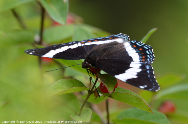 Vibrant Spectacle: Red-Spotted White Admiral Picture Board by Ken Oliver