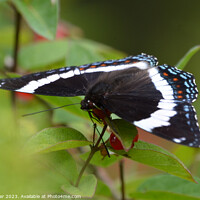 Buy canvas prints of Vibrant Spectacle: Red-Spotted White Admiral by Ken Oliver