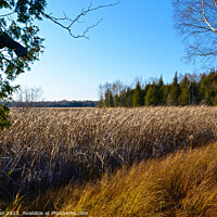 Buy canvas prints of Autumn Tranquillity: Miller Creek Marsh by Ken Oliver