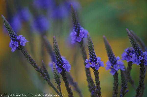 Delicate Beauty of Blue Vervain Picture Board by Ken Oliver