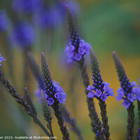 Buy canvas prints of Delicate Beauty of Blue Vervain by Ken Oliver