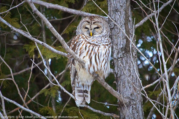 Watchful Eye of the Barred Owl Picture Board by Ken Oliver
