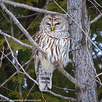 Buy canvas prints of Watchful Eye of the Barred Owl by Ken Oliver