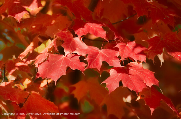 Red Canadian Maple Leaf Picture Board by Ken Oliver
