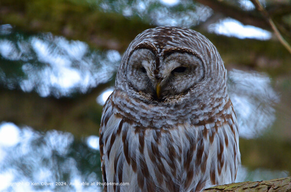 A close up of a Barred Owl Picture Board by Ken Oliver