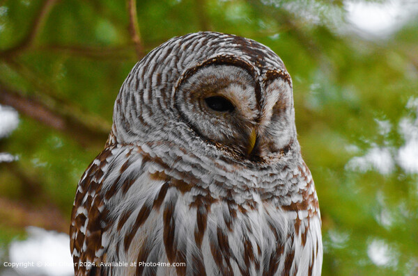 Barred Owl Close-Up Portrait Picture Board by Ken Oliver