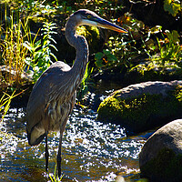 Great Blue Heron Creek