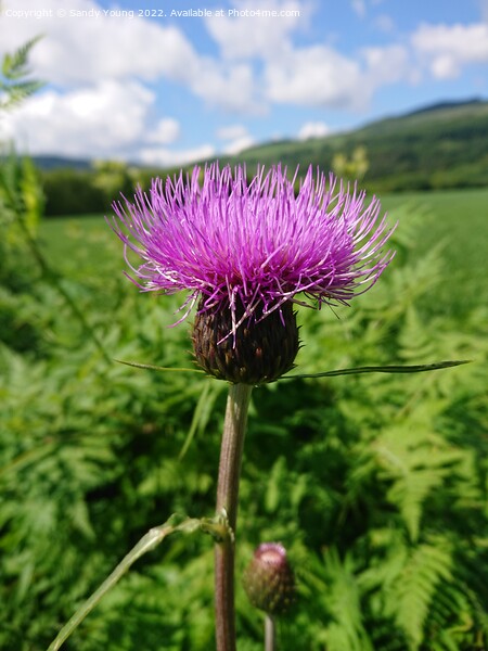 Majestic Scottish Thistle Picture Board by Sandy Young