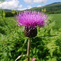Buy canvas prints of Majestic Scottish Thistle by Sandy Young