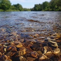 Buy canvas prints of Downstream view of The River Tay near Aberfeldy  by Sandy Young