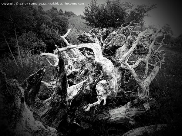 Enchanting Roots Picture Board by Sandy Young