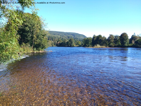 River Tay in sunshine Picture Board by Sandy Young