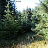 Buy canvas prints of Scotlands forest by Sandy Young