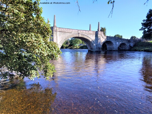 Majestic Wades Bridge Over River Tay Picture Board by Sandy Young