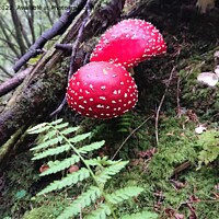 Buy canvas prints of The Enchanted Fly Agaric by Sandy Young