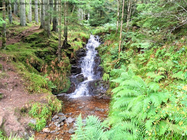 Enchanting Waterfall in Scottish Forest Picture Board by Sandy Young