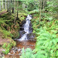 Buy canvas prints of Enchanting Waterfall in Scottish Forest by Sandy Young