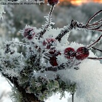 Buy canvas prints of Frozen Red Berries in Kenmore by Sandy Young
