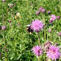 Buy canvas prints of Nature's Ballet: Bumble Bee and Flowering Knapweed by Sandy Young