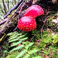 Buy canvas prints of Forest Fungi by Sandy Young