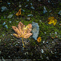 Buy canvas prints of Fallen Leaves by Rodney Hutchinson